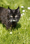 Maine Coon kitten