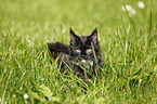 Maine Coon kitten