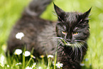 Maine Coon kitten