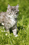 Maine Coon kitten