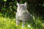 Maine Coon kitten