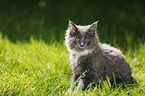 Maine Coon kitten