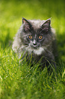 Maine Coon kitten