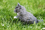 Maine Coon kitten