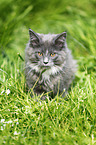 Maine Coon kitten