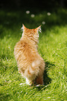 Maine Coon kitten