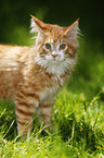 Maine Coon kitten