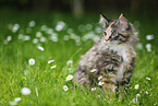 Maine Coon kitten