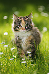 Maine Coon kitten