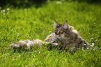 black-torbie-mackerel Maine Coon