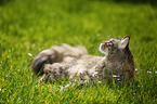 black-torbie-mackerel Maine Coon