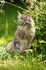 black-torbie-mackerel Maine Coon