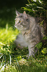 blue-torbie Maine Coon