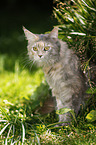 blue-torbie Maine Coon