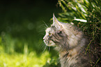 blue-torbie Maine Coon