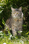 blue-torbie Maine Coon