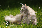 blue-torbie Maine Coon