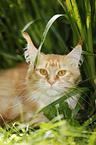 red tabby-white Maine Coon