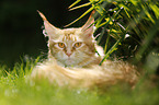 red tabby-white Maine Coon