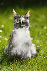 black-tortie-smoke-white Maine Coon