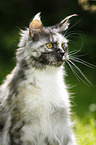 black-tortie-smoke-white Maine Coon