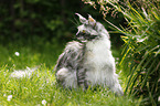 black-tortie-smoke-white Maine Coon