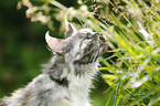 black-tortie-smoke-white Maine Coon