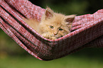 Maine Coon Kitten