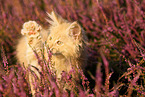 young Maine Coon