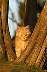 young Maine Coon