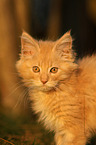 young Maine Coon