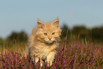 young Maine Coon