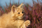 young Maine Coon