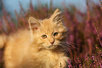 young Maine Coon