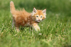 Maine Coon Kitten