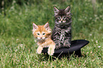 2 Maine Coon Kitten