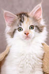 Maine Coon Kitten Portrait