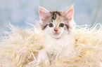 Maine Coon Kitten Portrait