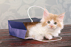 lying Maine Coon Kitten