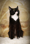 sitting Maine Coon
