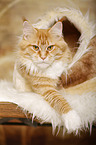 Maine Coon