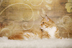 lying Maine Coon