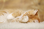 lying Maine Coon