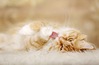 lying Maine Coon