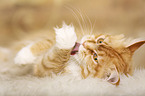 lying Maine Coon