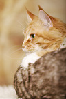 Maine Coon