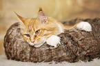 lying Maine Coon