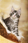 Maine Coon Kitten