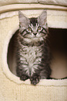 Maine Coon Kitten