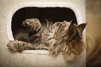 lying Maine Coon